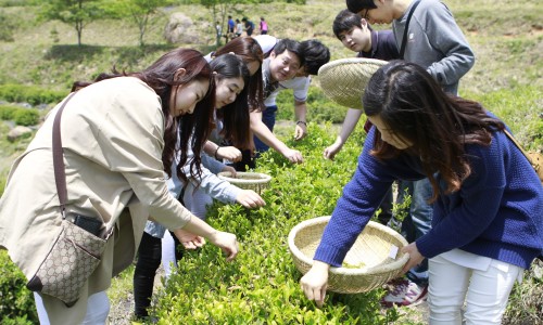 Boseong žalios arbatos festivalis [www.hkbs.co.kr]