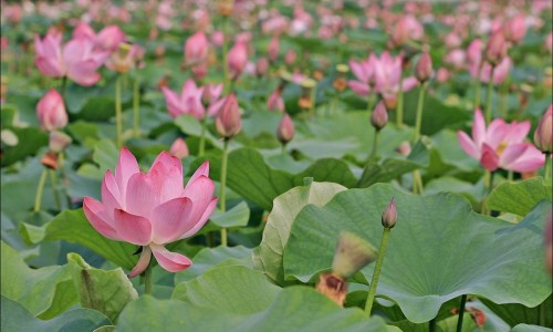 Buyeo Seodong lotosų festivalis [www.abyul.com]