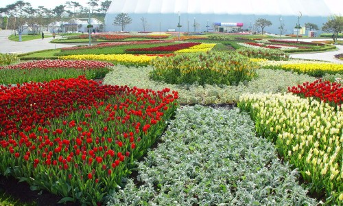 Goyang tarptautinis gėlių festivalis [www.gyotongn.com]