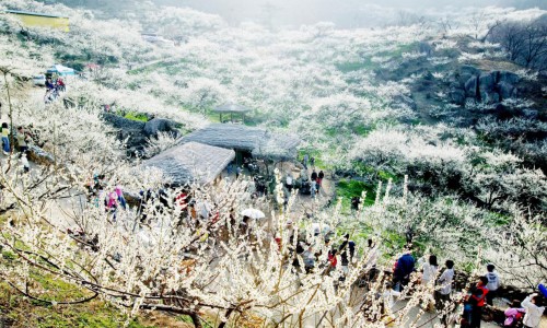 Tarptautinis Gwangyang slyvų žydėjimo festivalis [www.nemopan.com]